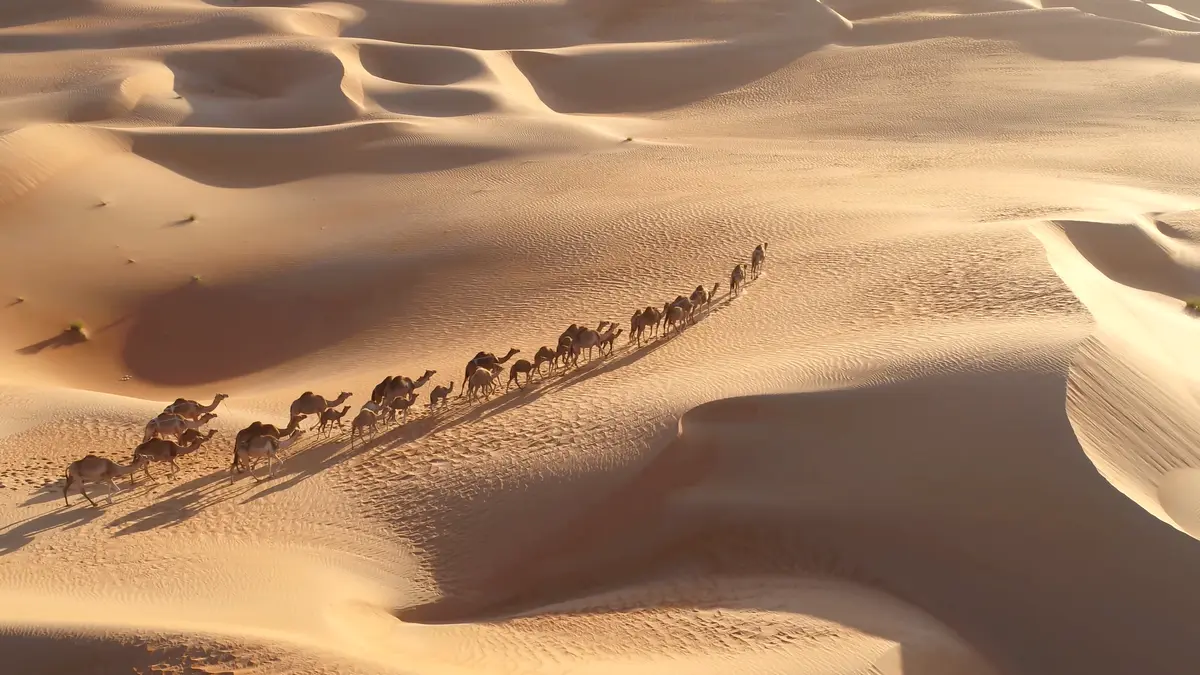 Wild Camel Walking in Dubai Desert